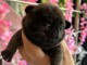Dons chiots bouledogue fran&ccedil;ais 