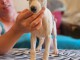 Chiots whippet disponible pour adoption 
