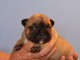 Disponible chiots bouledogue fran&ccedil;ais m&acirc;le 