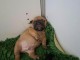 Chiots bouledogue fran&ccedil;ais 