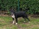 Magnifique chiots bull Terrier disponible 