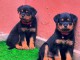 Adorable chiots rottweiler disponible 