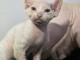 Magnifique chaton Sphynx disponible 