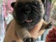 Chiots bouledogue fran&ccedil;ais disponible 