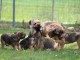Type Border Terrier Fauve disponibles un male et une femelle