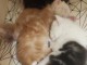 Tr&egrave;s beau chaton Maine coon disponible 