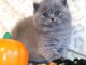 Adorable chaton british Longhair pour adoption 