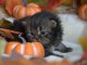 Adoption chaton british Longhair 