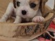 Magnifique chiots cavalier King Charles femelle 