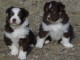 Adorable chiots berger am&eacute;ricain miniature a donner 
