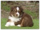 B&eacute;b&eacute; chiots berger am&eacute;ricain miniature 