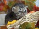 Chaton british Longhair pour adoption 