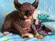 Magnifique chaton Sphynx disponible 