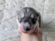 Annonces chiots Husky Sib&eacute;rien contre bon soins 