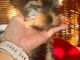 York Terrier pour adoption urgent 