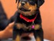 Magnifique chiots rottweiler m&acirc;le 