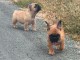 Adorable chiots bouledogue fran&ccedil;ais m&acirc;le et femelle disponible 