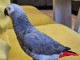 Perroquets gris du Gabon femelle disponible 