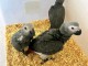 Couple perroquet gris du Gabon 