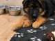Berger allemand disponible &agrave; adopter m&acirc;le &acirc;ge 3 mois 