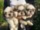Magnifique chiots shih Tzu disponible pour adoption 