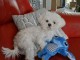 Bichon maltais pour No&euml;l 
