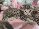 Chaton savannah m&acirc;le et femelle 