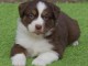 B&eacute;b&eacute; chiots berger am&eacute;ricain miniature femelle 