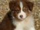 Race pure berger australien femelle 