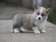 Chiots Welsh Corgi Pembroke disponible imm&eacute;diatement 