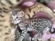 Adorable chaton savannah disponible 