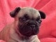 Je donne chiots bouledogue fran&ccedil;ais disponible 