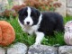 Dons chiots borde collier collier m&acirc;le 