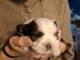 Magnifique chiots shih Tzu disponible 