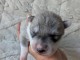 B&eacute;b&eacute; chiots race pure Husky Sib&eacute;rien 