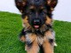 Berger allemand disponible &agrave; adopter 
