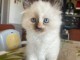 Chaton Sib&eacute;rien disponible 