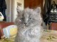 Magnifique chaton Sib&eacute;rien m&acirc;le 