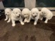 Disponible chiots samoy&egrave;de m&acirc;le et femelle 