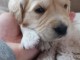 Adorable chiots golden retriever disponible 