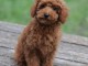 Chiots caniche disponible m&acirc;le 