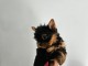 Adorable chiots yorkshire disponible 