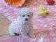 Bichon fris&eacute; femelle &agrave; adopter 
